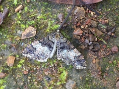 Hydriomena albifasciata