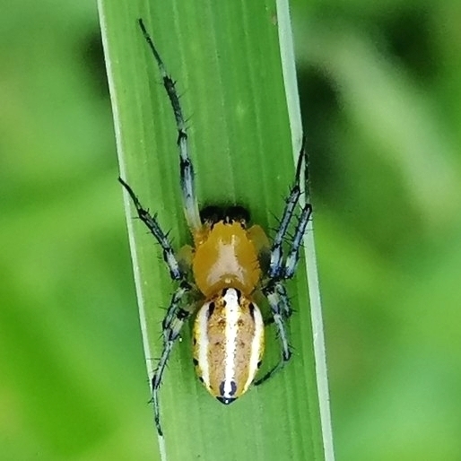 Alpaida rubellula