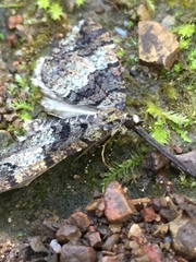 Hydriomena albifasciata