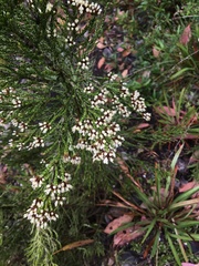 Ozothamnus cupressoides