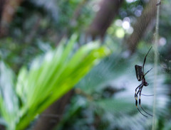 Trichonephila clavipes