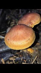 Aureonarius limonius