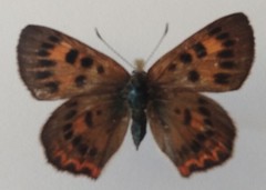 Tharsalea dorcas sangremar