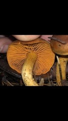 Aureonarius limonius