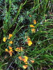 Pultenaea tenella