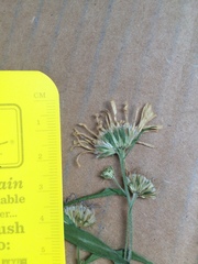 Symphyotrichum anticostense