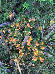 Pultenaea tenella