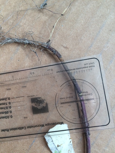 Symphyotrichum anticostense, photograph 6