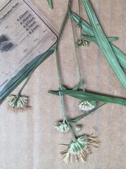 Symphyotrichum anticostense
