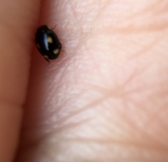 Hyperaspis quadrioculata