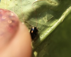 Hyperaspis quadrioculata