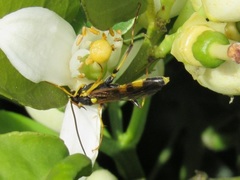 Amblyteles armatorius