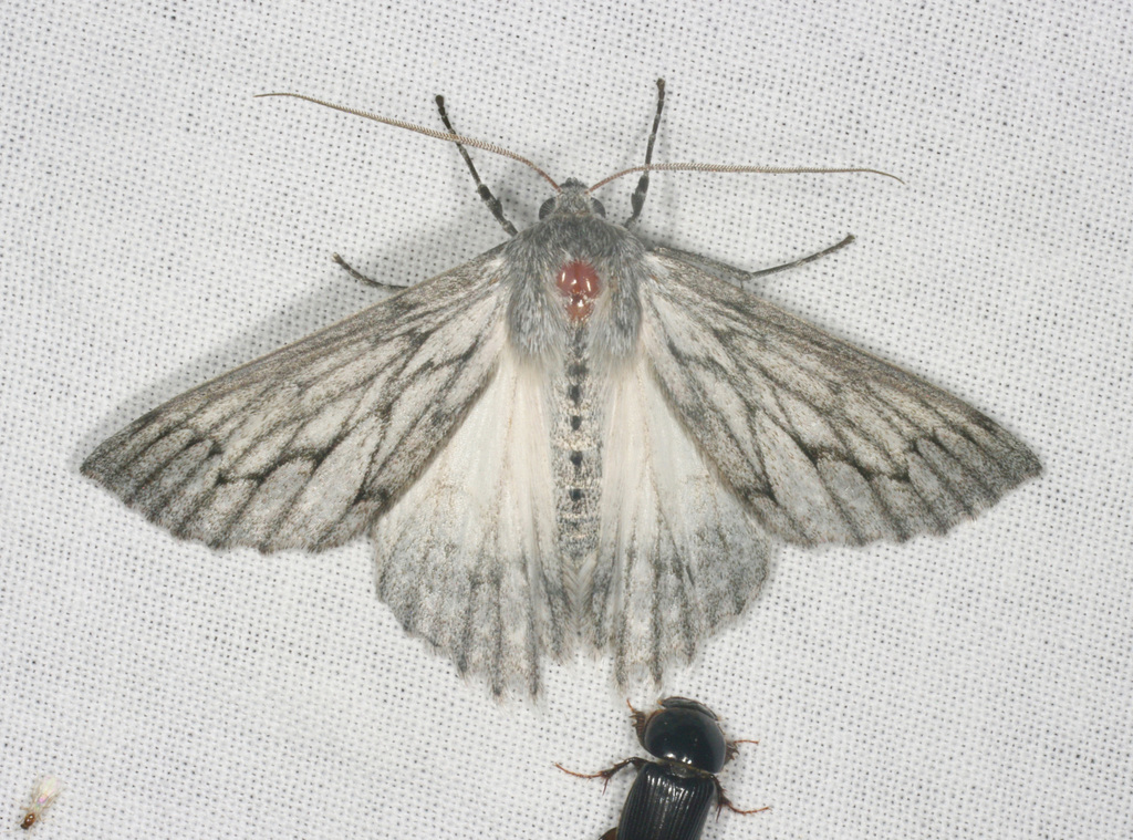 Paraterpna harrisoni