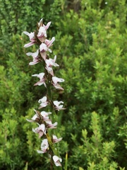 Prasophyllum suttonii