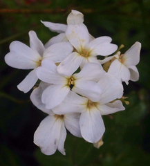 Cardamine cordifolia