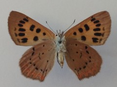 Tharsalea dorcas sangremar