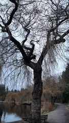 Salix × fragilis vitellina