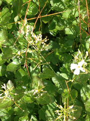 Cardamine cordifolia