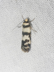 Philobota impletella