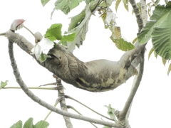 Bradypus variegatus tapajoensis