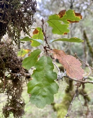 Quercus × morehus