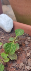 Machtima crucigera