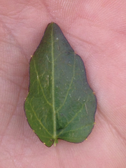 Cardamine cordifolia