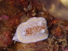Diaphorodoris luteocincta