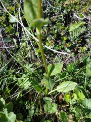 Valeriana alpestris