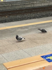 Columba livia domestica