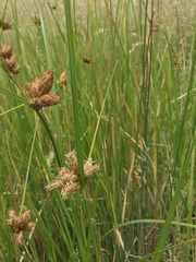 Bolboschoenus caldwellii