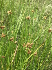Bolboschoenus caldwellii