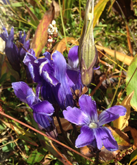 Gentianopsis thermalis