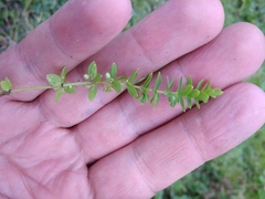 Cruciata