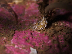 Rubramoena rubescens