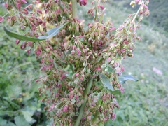 Rumex alpinus