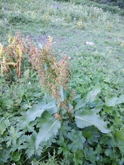 Rumex alpinus