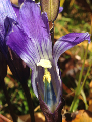 Gentianopsis thermalis
