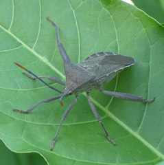 Anoplocnemis curvipes