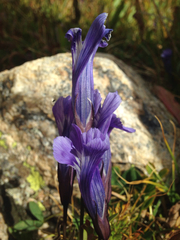 Gentianopsis thermalis