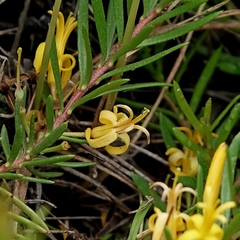 Persoonia chamaepeuce