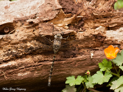 Rhionaeschna vigintipunctata