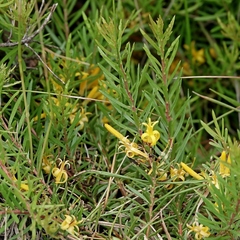 Persoonia chamaepeuce