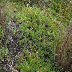 Persoonia chamaepeuce