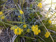 Odontarrhena muralis