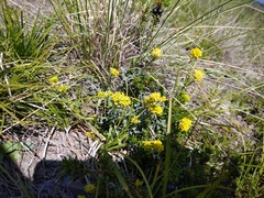 Odontarrhena muralis