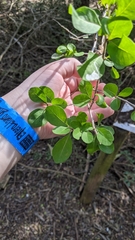Randia obcordata