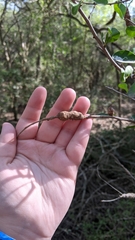 Randia obcordata