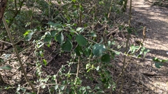 Randia obcordata