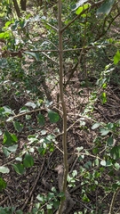 Randia obcordata